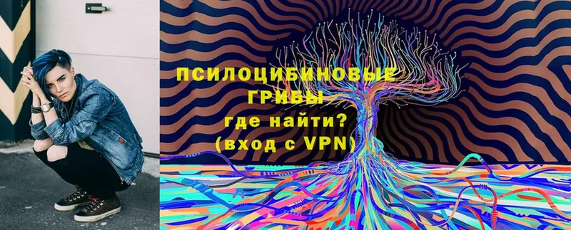 blacksprut   Почеп  Псилоцибиновые грибы Psilocybe 